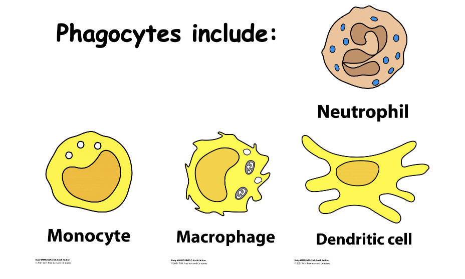 <p>Neutrophil</p><p>DC</p><p>Macrophage</p><p>Monocyte</p><p>neutrophils + macrophage= critical innate cells</p>