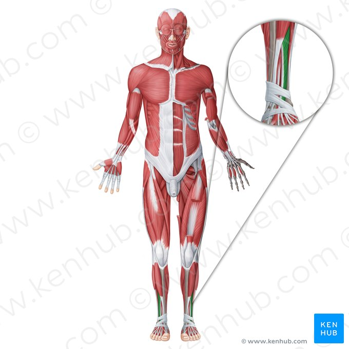 knowt flashcard image