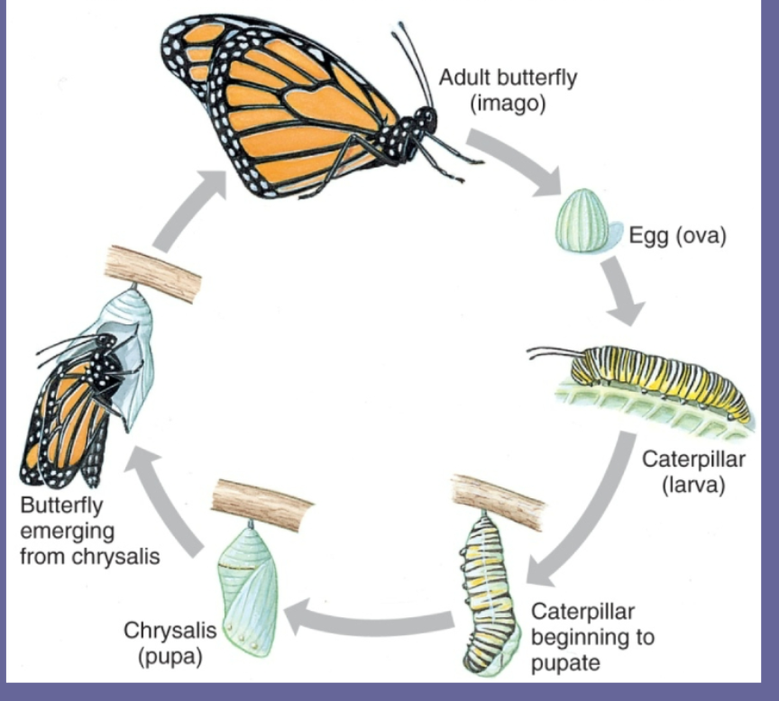 <p>winged, complete</p><p>metamorphosis</p><p></p><p>88% of insects</p>