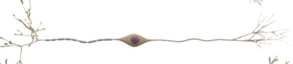 <p>identify</p>