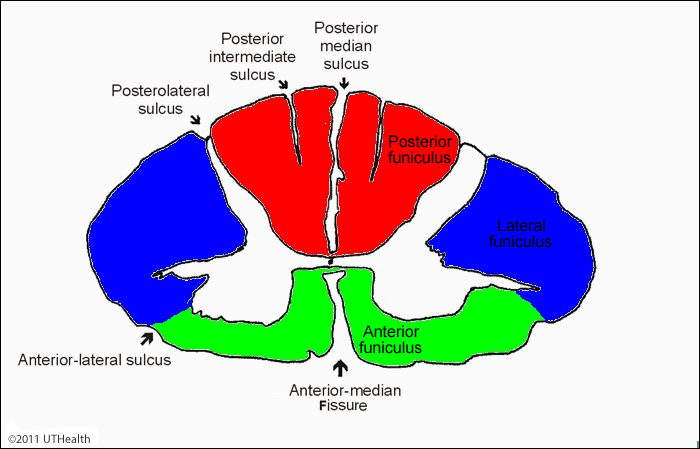 <p>Antero-lateral sulcus </p>