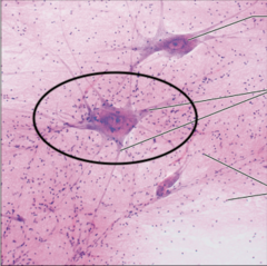 <p>nerve cell</p>