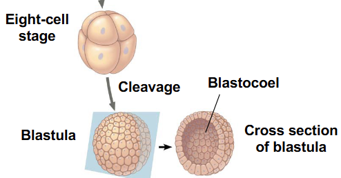 <p>What does the cleavage turn into?</p>