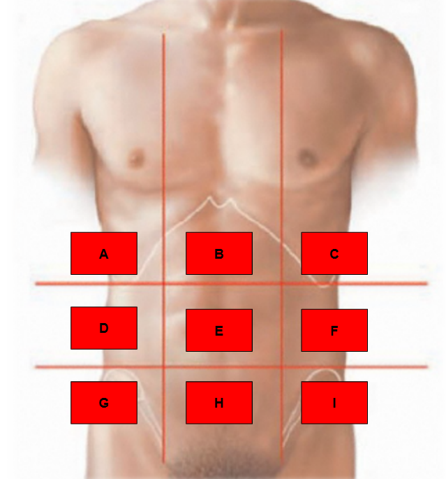 <p>What region is indicated by D?</p>