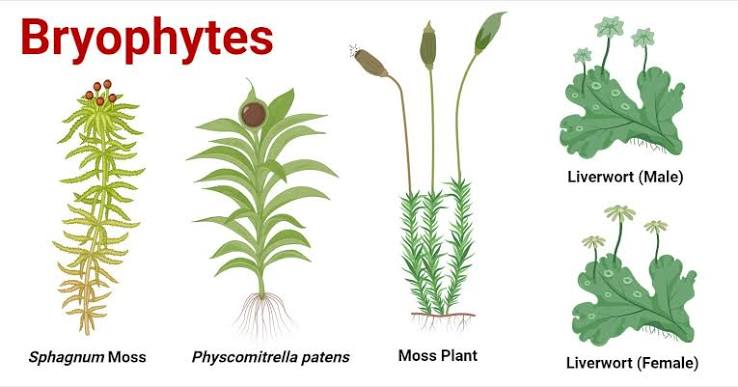 <p>Mosses, liverworts, and hornworts.</p>
