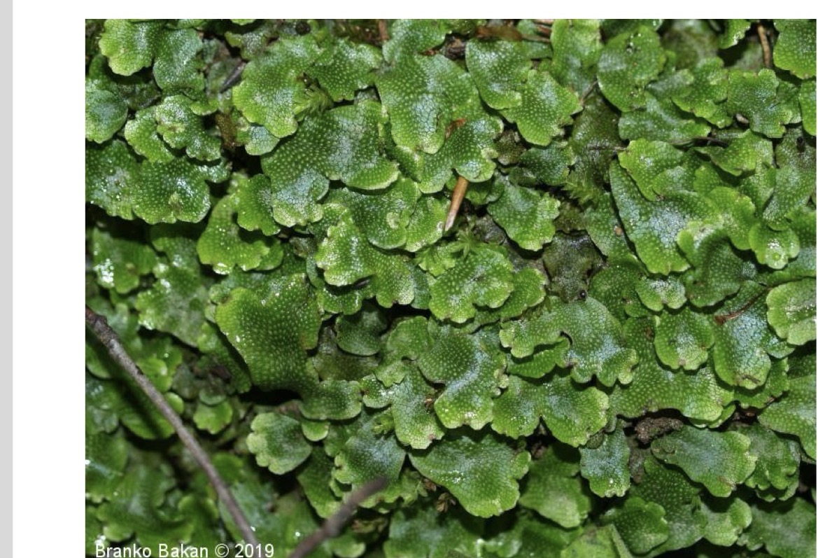 <p>Deblo pddeblo razred vrsta struktura</p>