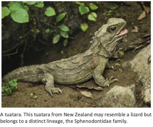 <p>SPHENODONTIA (“Wedge Tooth”</p>