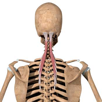 <p>Name the muscle!</p>