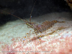 <p>- Up to 11 cm</p><p>- P. serratus can be distinguished from P. elegans by the shape of its rostrum and the number of dorsal and ventral rostral teeth </p><p>- Long and denticulate face with a transparent body</p><p>- Its body is translucent with red/brown lines, which on the carapace are horizontal or oblique and are vertical on the abdomen</p>