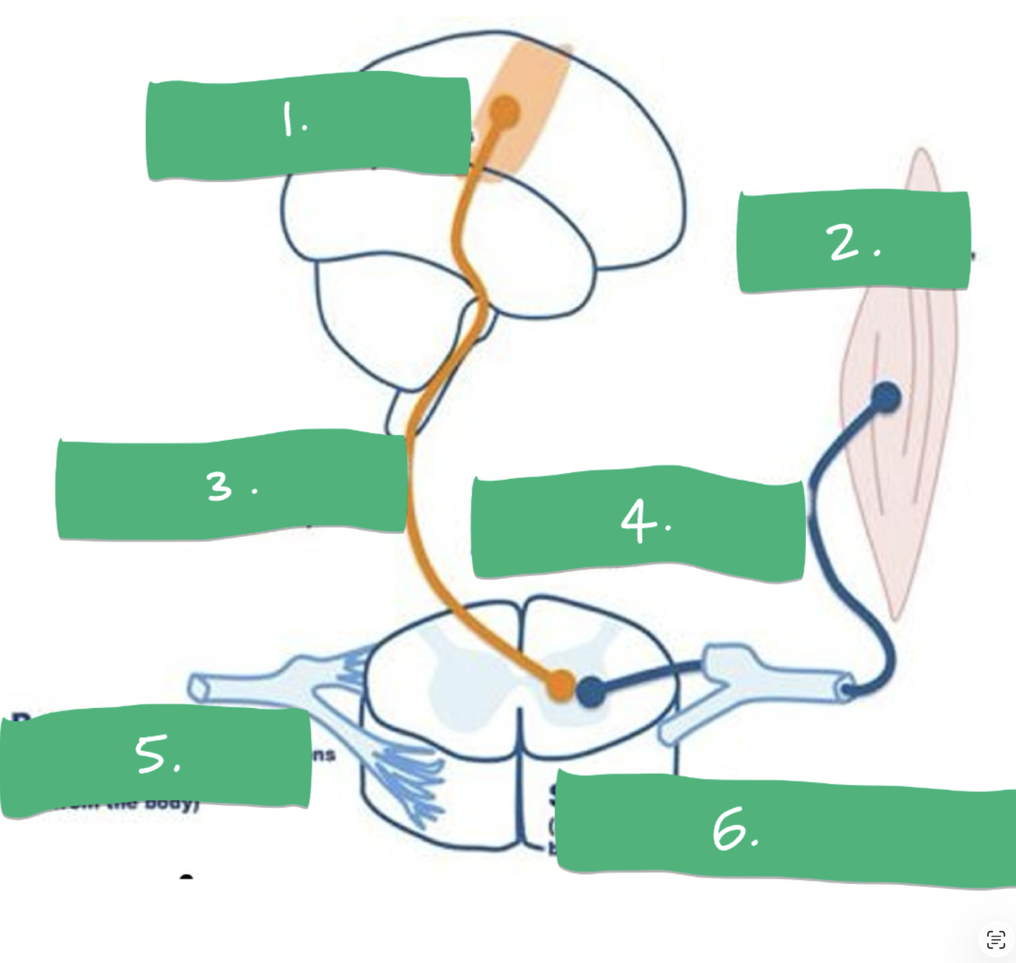 <p>Label 1-6</p>