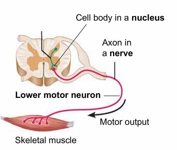 <ul><li><p>Somatic motor output</p></li></ul><p></p>
