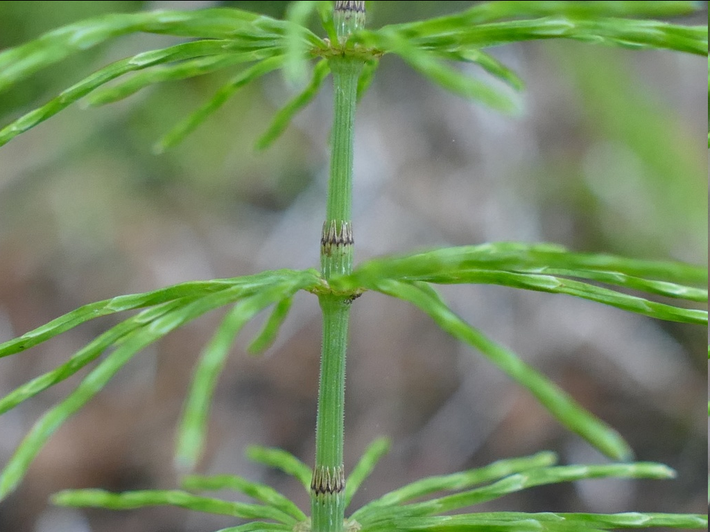 <p><span style="font-family: "Open Sans"; font-size: large;"><strong><u>Equisetum pratense - Meadow Horsetail</u></strong></span></p>