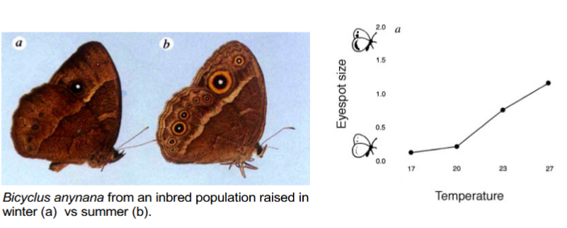 <ul><li><p>A type of plasticity</p></li><li><p>When 2 or more distinct body forms are produced by different developmental programs under different environmental conditions</p><ul><li><p>Temperature - induced</p></li><li><p>Nutrient-induced</p></li></ul></li><li><p>Described by norm of reaction</p></li></ul><p></p>