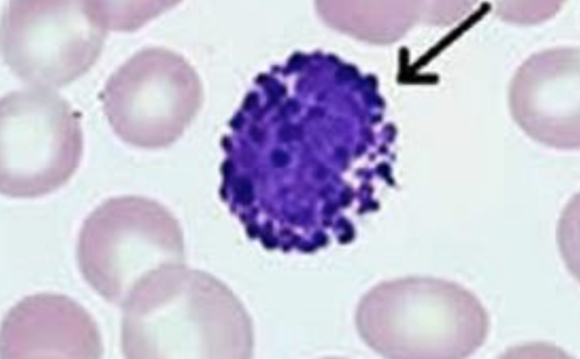 <p>What type of Leukocyte</p>