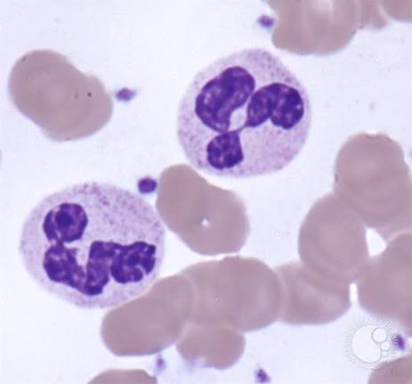 <p>What leukocyte is this?</p>