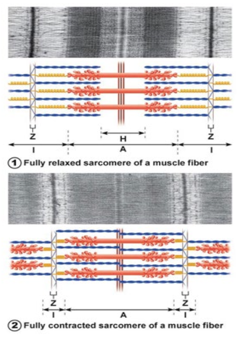 <p>Interaction of myosin and actin generates force</p><ul><li><p>Sarcomeres shorten</p></li><li><p>Filaments slide past each other (SLIDING FILAMENT THEORY)</p></li></ul><p></p>