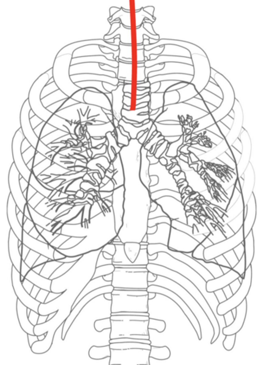 <p>inserted through mouth or nose </p><p>emergency situations for short term breathing</p><p>can have rattling noise: notify nurse</p><p>RN may suction</p><p>Pathway: reach 3-5cm proximal to carina</p>