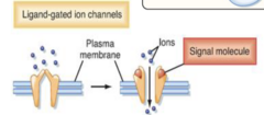 <p>- Opens when specific molecule binds, allowing ions to pass through the membrane</p>