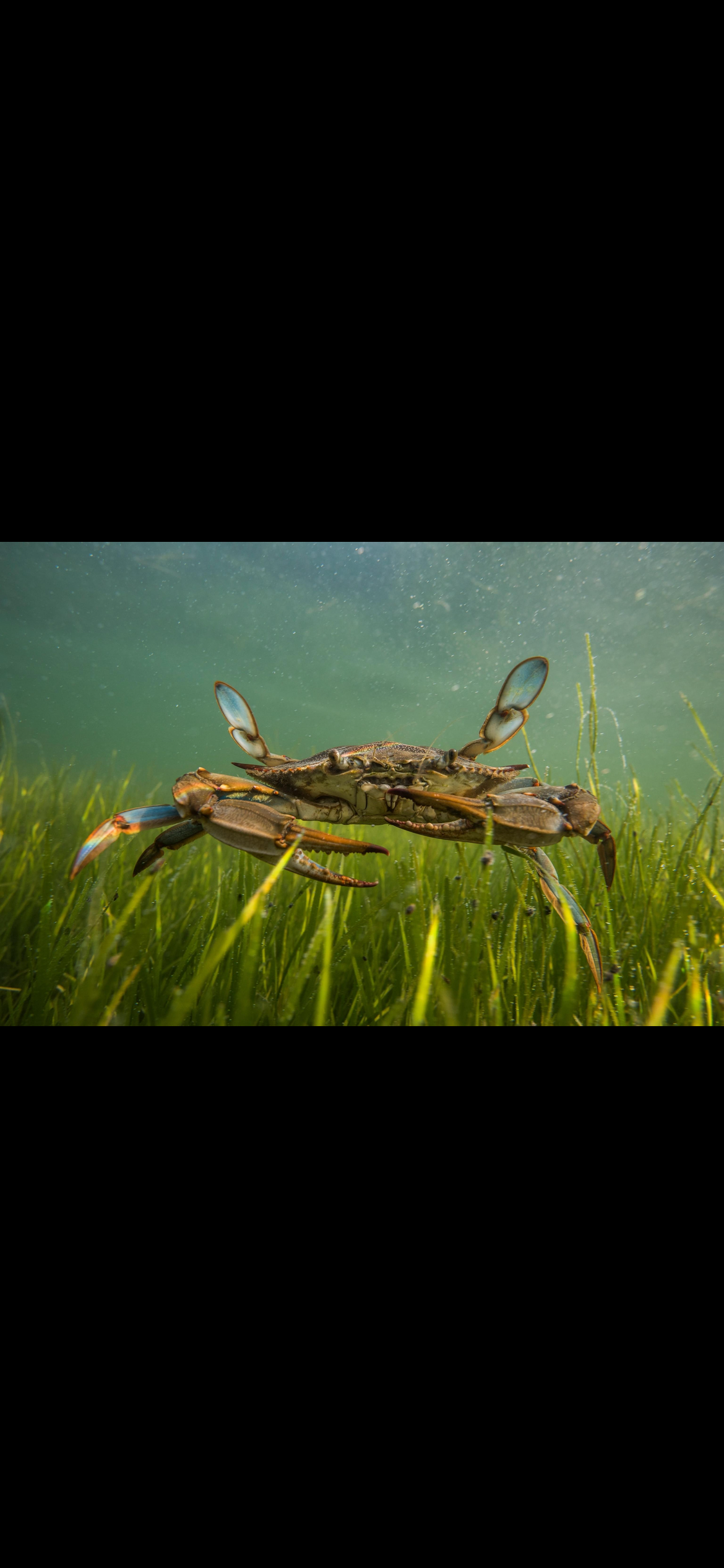 <p>Blue Crab ā <em>Callinectes sapidus</em></p><p></p><p><span><strong>LOOK FOR:</strong></span></p><ul><li><p><span>Broad, flattened <strong>blue-green shell</strong></span></p></li><li><p><span><strong>Blue claws</strong> on adult males</span></p></li><li><p><span>Two large claws at the front</span></p></li><li><p><span>Last pair of legs are flattened into <strong>paddle-shaped swimming legs</strong></span></p></li><li><p><span>Females generally have red/orange-tipped claws rather than the vivid blue tips of males</span></p></li><li><p><span>Wide, almost oval-shaped carapace</span></p></li></ul><p><span><strong>HABITAT:</strong><br>Bays, estuaries, tidal creeks, marshes and coastal waters. They love shallow, structured habitat and can be found around submerged vegetation and muddy/sandy bottoms.</span></p><p><span><strong>REMEMBER:</strong><br><strong>BLUE CRAB = blue claws + paddle feet.</strong></span></p><p><span><strong>NJ CONNECTION:</strong><br>Extremely familiar throughout NJās estuariesāincluding the <strong>Mullica River/Great Bay and Delaware Bay systems</strong>.</span></p><p><span><strong>LOOK-ALIKE:</strong><br>Other swimming crabs can look similar, but the <strong>flattened paddle-shaped rear legs</strong> are a huge clue.</span></p><p><span><strong>WHY YOU CARE:</strong><br>Blue crab is a perfect example of why weāre learning <strong>habitat AND ID</strong>. If youāre poking around a tidal creek and see something scuttling sideways through vegetation, you can start thinking:</span></p><p><span>āCrab + swimming paddles + estuary = blue crab.ā</span></p>