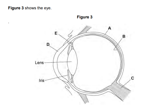 <p>2023: Which structure in Figure 3 is a muscle that contracts when focusing on a near object (1)</p>