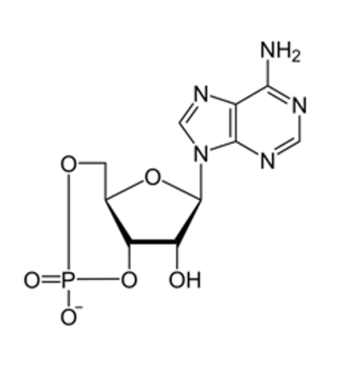<p>The following image shows cAMP.</p><p>True or False: cAMP is a nucleotide?</p><p>A. True</p><p>B. False</p>