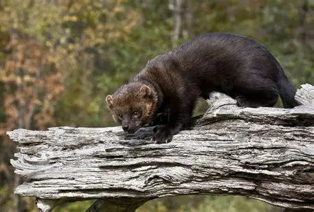 <p>What Mammal is this?</p>