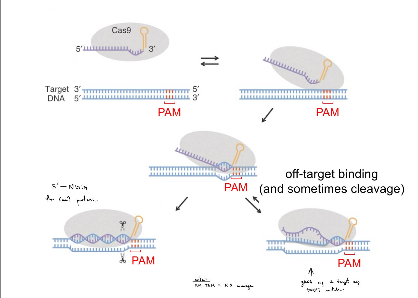 <ul><li><p>Cas9</p></li><li><p>gRNA</p></li><li><p>target DNA sequence</p></li><li><p>PAM site</p></li><li><p><mark data-color="purple" style="background-color: purple; color: inherit;">optional </mark>is the (researcher-designed) donor template</p></li></ul><p>__</p><p><span style="background-color: transparent;">Cas9 has:</span></p><ul><li><p><span style="background-color: transparent;">helicase activity</span></p></li><li><p><span style="background-color: transparent;">endonuclease activity</span></p></li></ul><p>__</p><ul><li><p>Cas9 <u>helicase </u>activity: Cas9 denatures the target DNA helix, so gRNA can form <strong>standard base-pairing H bonds</strong> w/ the target sequence</p></li><li><p>Cas9 <u>endonuclease</u> activity: </p><ul><li><p>Cas9 complex scans for the <strong><u>PAM site </u></strong><u>(is 5’-NGG-3’)</u> & to see i<u>f the target sequence matches/is ~same as the gRNA </u></p></li><li><p>Cas9 complex <u>cleaves 3 nucleotides upstream (5’) from PAM</u></p></li></ul></li></ul><p></p>
