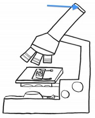 <p>Has a magnification of 10x</p>