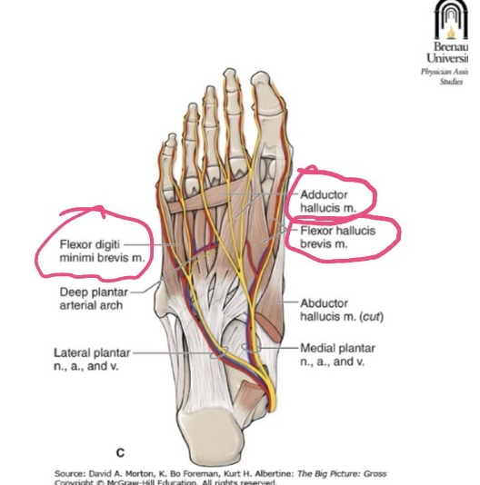 <p>ORIGIN: base of metatarsal 5</p><p>INSERTION: proximal phalanx digit 5</p><p>FUNCTION: Flex digit 5</p><p>INNERVATION: lateral plantar nerve</p>