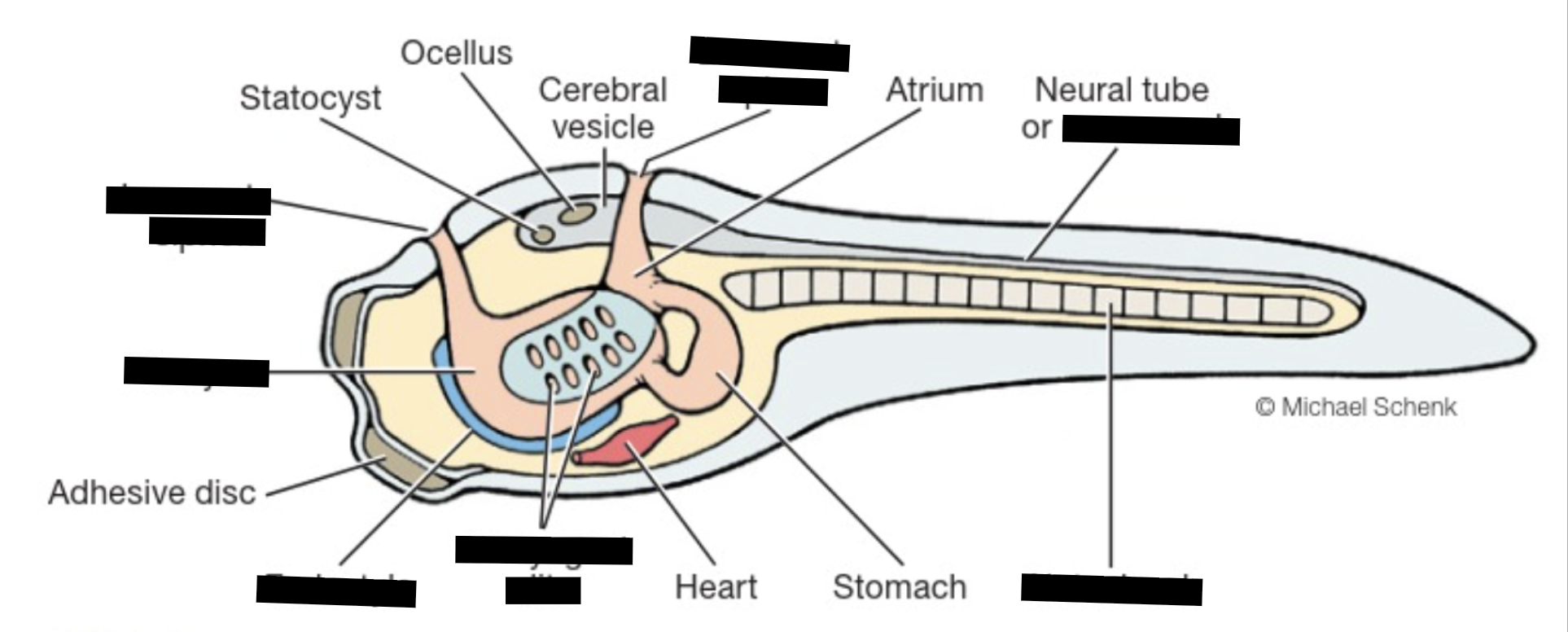<p>(larva) Tunicate (clade, structures)</p>