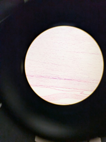 <p>Located in tendons. Functions in attaching muscles to bones/other muscles, bones to bones</p>
