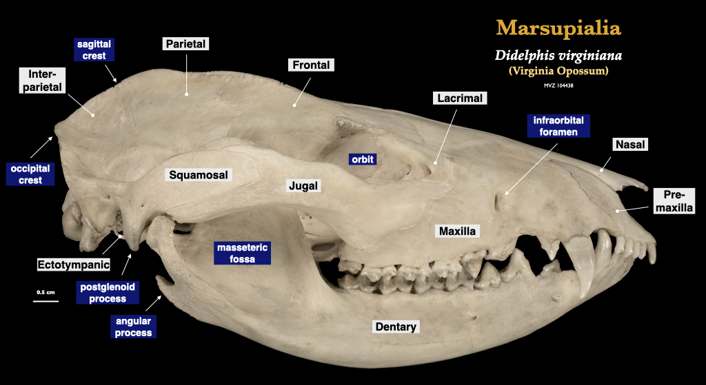 <p>Nasal</p>