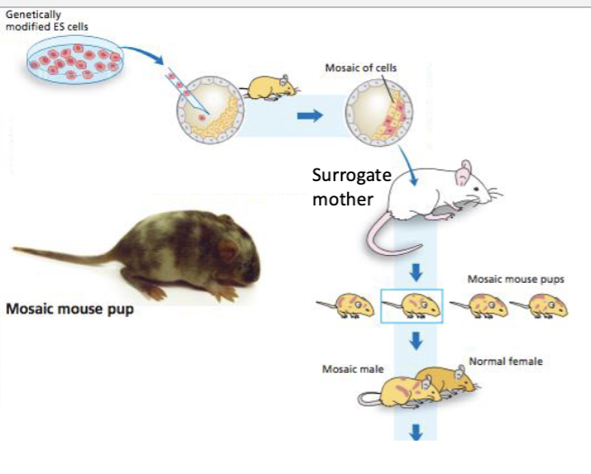 <p>Mosaic pups" (or mosaic animals) refer to individuals that possess two or more genetically distinct cell lines within a single body.</p><p></p><p>Some cells descend from the original blastocyst. Other cells descended from the edited stem cells.</p><p></p><p>Mosaic pups are crossed with WT mice to produce offspring</p>