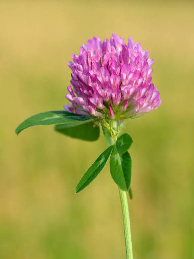 <p>Forb - Short-lived perennial legume with pink-red flower heads and pale leaf markings. Used for forage and soil improvement; fixes nitrogen and feeds pollinators.</p>