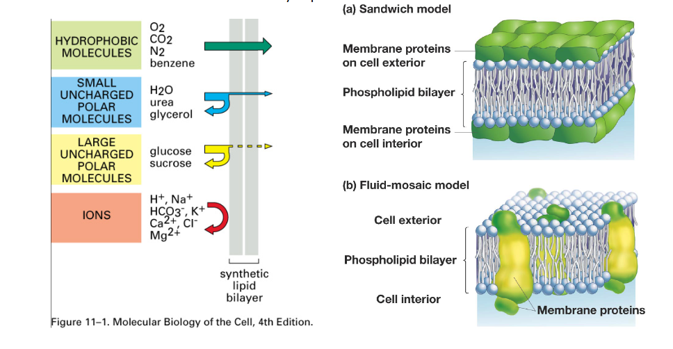 <p>Molecules will enter a lipid bilayer if it is either small or nonpolar (typically)</p><p>They will not be able to enter if they have a charge or are large</p><p></p><p>Can water move through?</p>