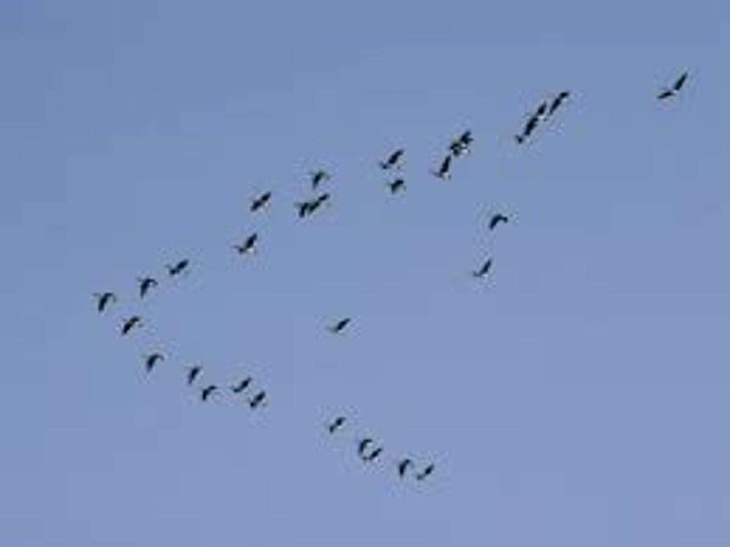 <p>animals move from one location to another in a seasonal pattern, triggered by enviro cues such as air temp and day length.</p><p>animals can migrate to correct location w/out ever being there.</p>
