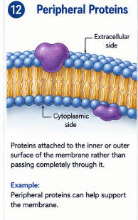<p>Proteins attached to the inner or outer surface of the membrane rather than passing completely through it. </p>