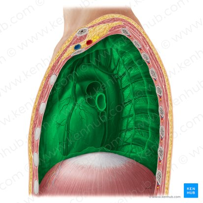 <p>The compartment in the thoracic cavity between the lungs</p>