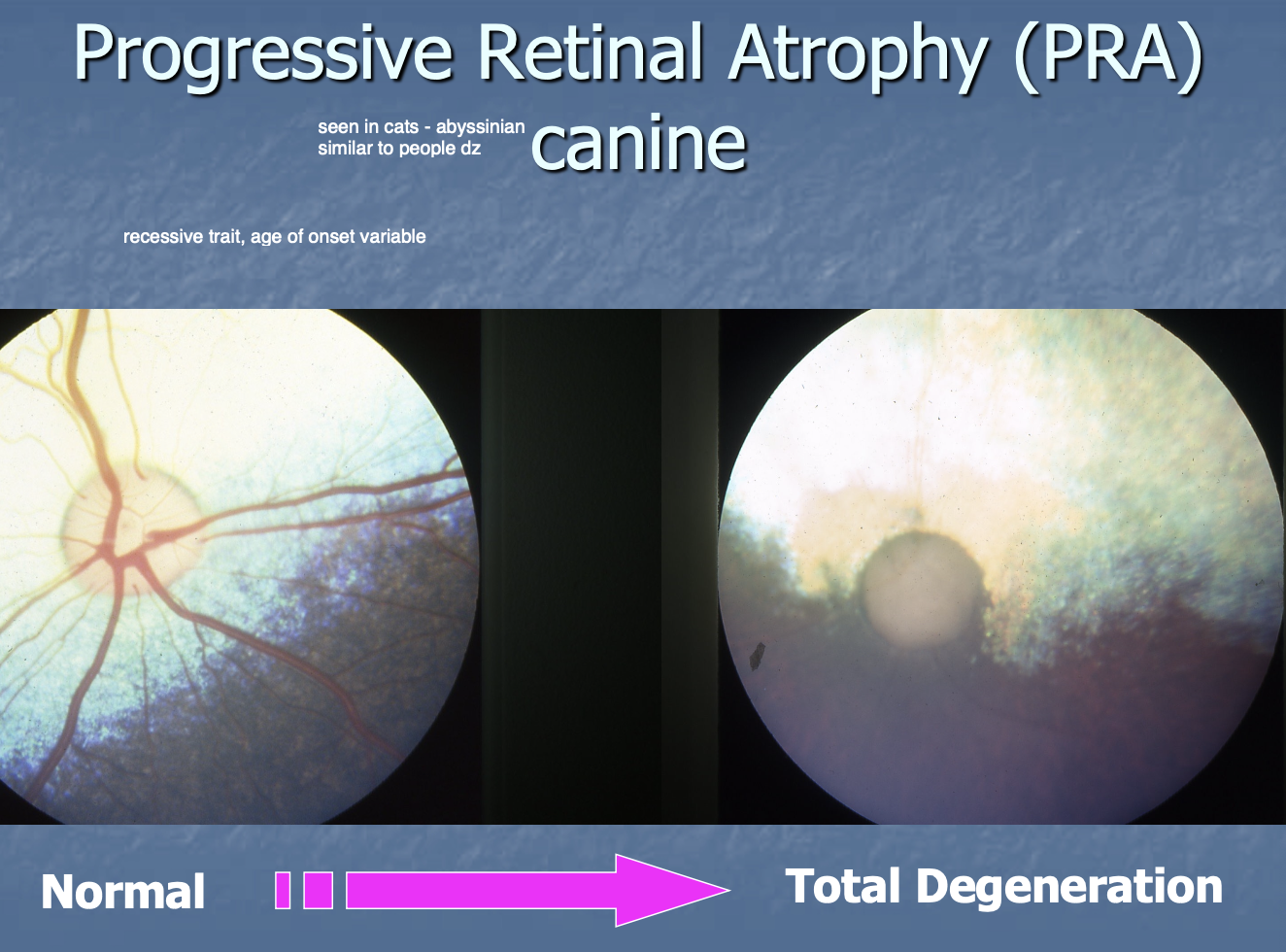 <p>gradual thinning of the retina and tapetum is more reflective (b/s of loss of retinal tissue).</p><p>Decreased size and diameter of vessels.</p>