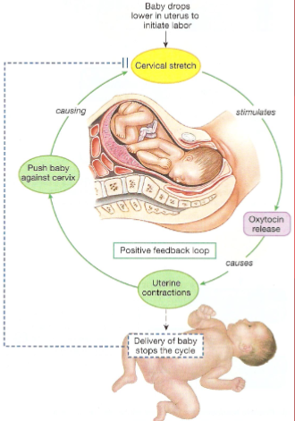 <p>reinforces a stimulus and are NOT homeostatic</p><ul><li><p>triggers a cycle of ever increasing response</p></li><li><p>ex: childbirth and the release of oxytocin</p></li></ul><p></p>