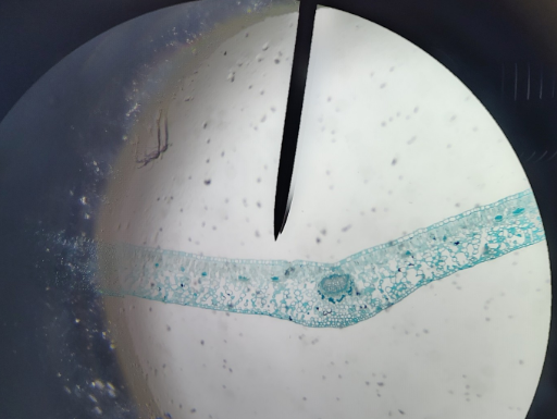 <ol><li><p>Name </p></li><li><p>2. Dicot or Monocot leaf</p></li></ol><p></p>