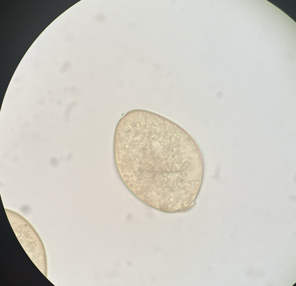 <p>Kingdom?</p><p class="p1">Phylum?</p><p class="p1">Class?</p><p class="p1">Subclass?</p><p class="p1">Order?</p><p class="p1">Family?</p><p class="p1">Species/Stage?</p>