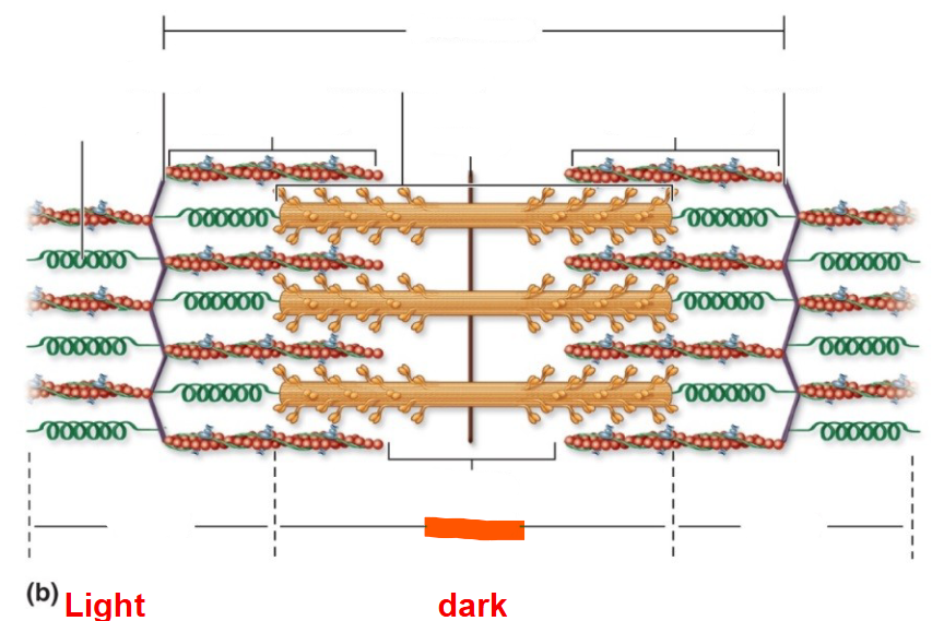 <p>The darker area</p>
