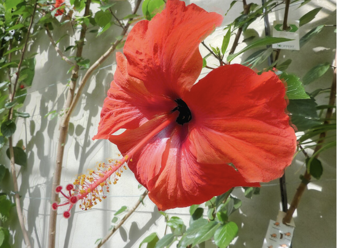 <p>Mallow family, including hibiscus and cotton. Often has five showy petals and stamens fused into a column. Eudicot; produces flowers and seeds.</p>