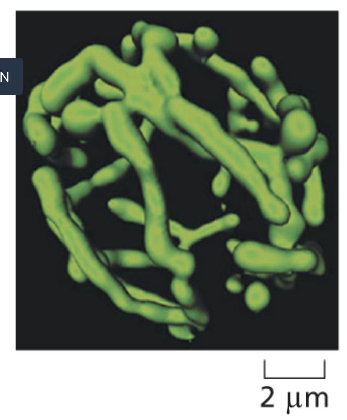<p>A confocal microscope </p>