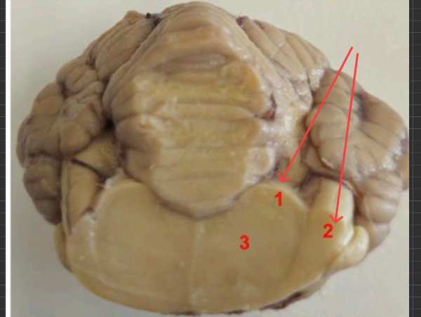 <p>what is this </p>