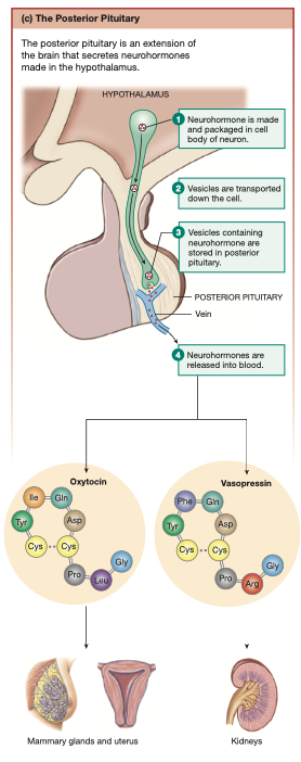 <p>Extension of neural tissue, secretes <strong>neurohormones</strong> from the <strong>hypothalamus</strong>.</p><p>Secretes 2 hormones: BOTH PEPTIDE HORMONES</p><ul><li><p><strong><mark data-color="yellow" style="background-color: yellow; color: inherit;">Oxytocin</mark></strong>: Motor control. Controls ejection of milk when breast-feeding & contractions during labour</p></li><li><p><strong><mark data-color="yellow" style="background-color: yellow; color: inherit;">Vasopressin</mark></strong>: Antidiuretic, acts on kidneys to regulate water balance.</p></li></ul><p></p>