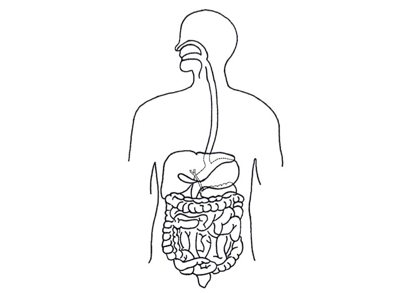 <p>Is this diagram an example of a tissue, organ or organ system?</p>