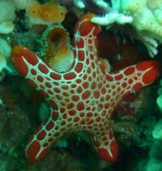 <p>ECHINODERMATA Biscuit star </p>