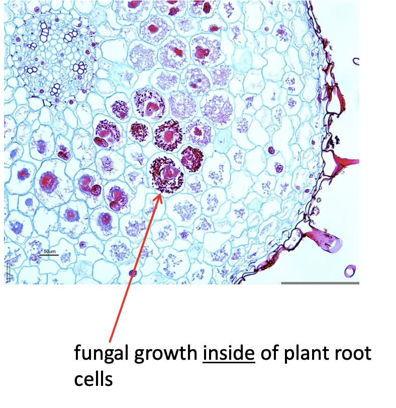 <p>This <strong>penetrates into</strong> the plant root’s cells</p>